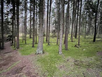 Das Foto zeigt einen Wald.