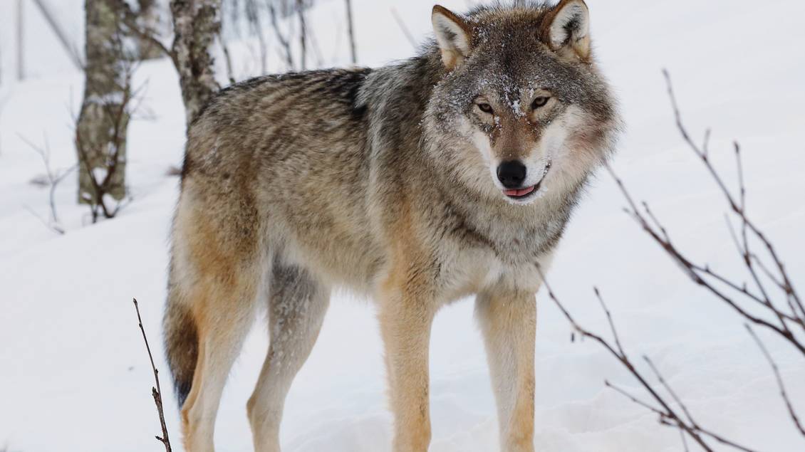 Das Foto zeigt einen Wolf im Schnee.
