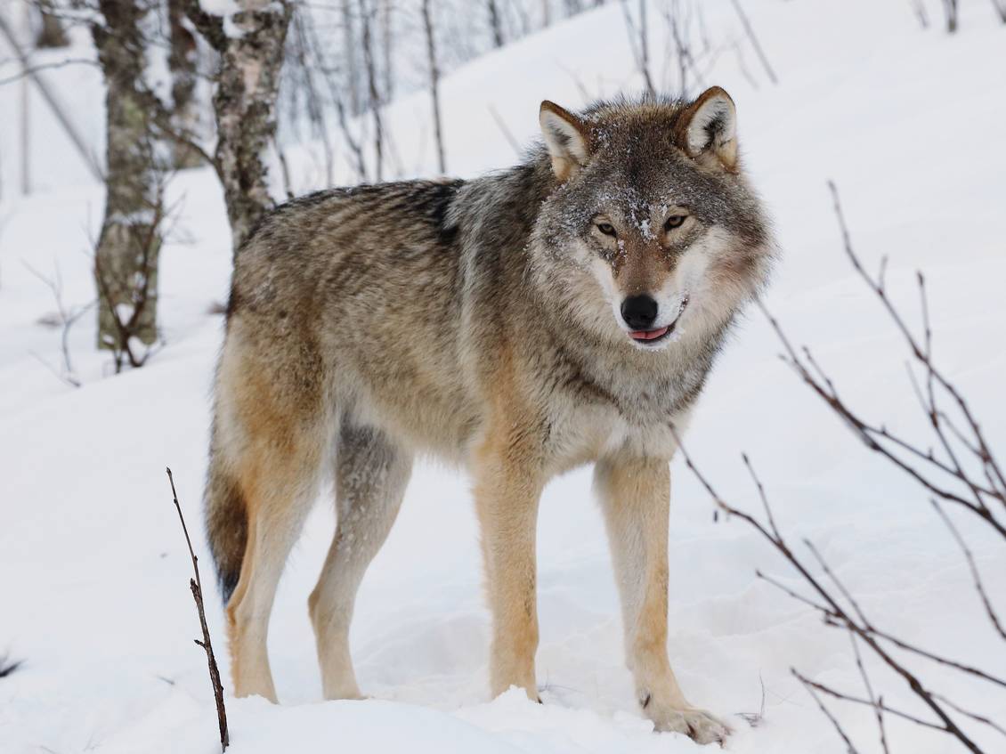 Das Foto zeigt einen Wolf im Schnee.